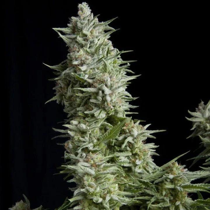 Alpujarreña – Pyramid Seeds – feminized