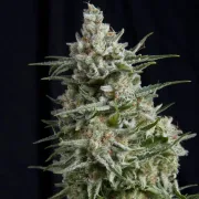 Anesthesia – Pyramid Seeds – Feminized