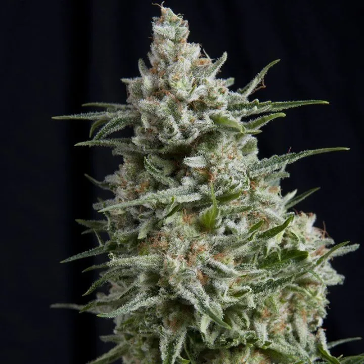Anesthesia – Pyramid Seeds – Feminized