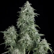 Anubis – Pyramid Seeds – Feminized