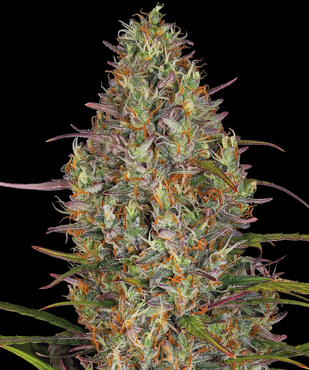Glue Gelato Auto – Barneys Farm – Autoflowering