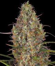 Glue Gelato Auto – Barneys Farm – Autoflowering