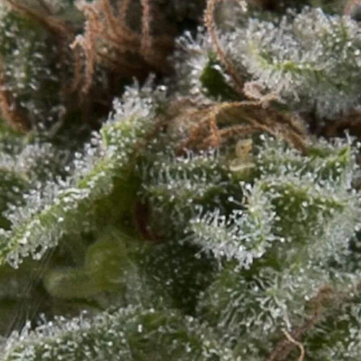 Auto Lennon – Pyramid Seeds – Autoflowering