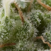 Auto Super Hash – Pyramid Seeds – Autoflowering
