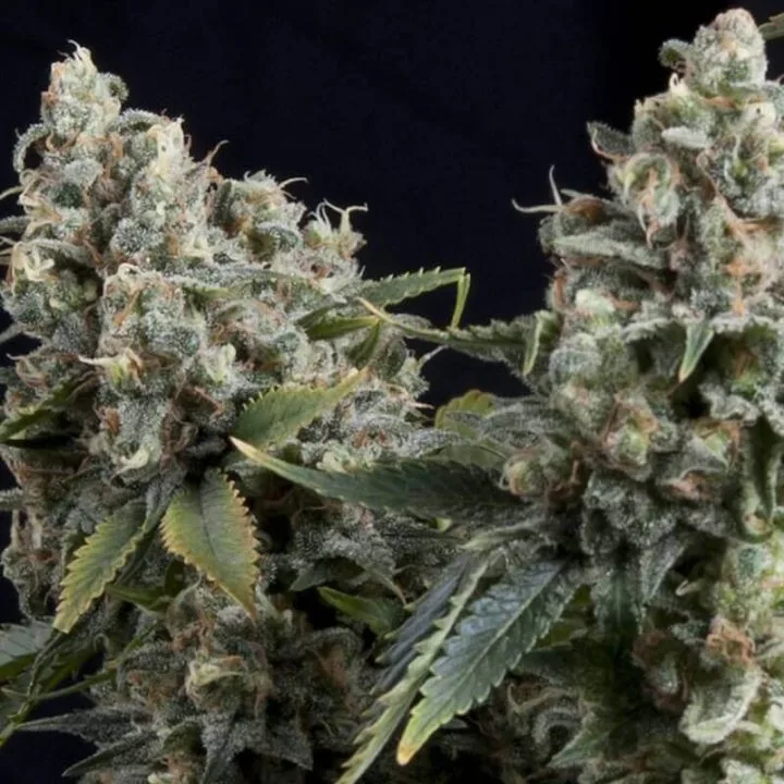 Auto Tutankhamon – Pyramid Seeds – Autoflowering