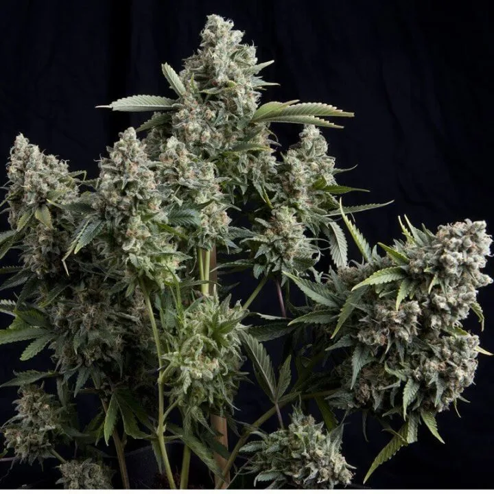 Tutankhamon – Pyramid Seeds – Feminized