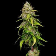 Amnesia Haze