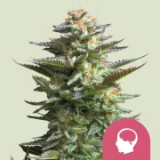 Amnesia Haze – Royal Queen Seeds – Feminized