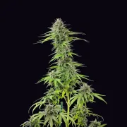 Blue Cheese