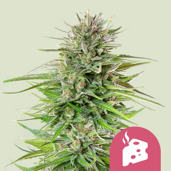 Blue Cheese – Royal Queen Seeds – Feminized