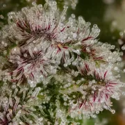 Blue Mystic