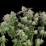 Blue Mystic