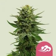 Blue Mystic – Royal Queen Seeds – Feminized
