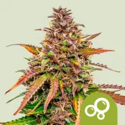 Bubble Kush Auto – Royal Queen Seeds – Autoflowering