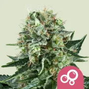 Bubble Kush – Royal Queen Seeds – Feminized