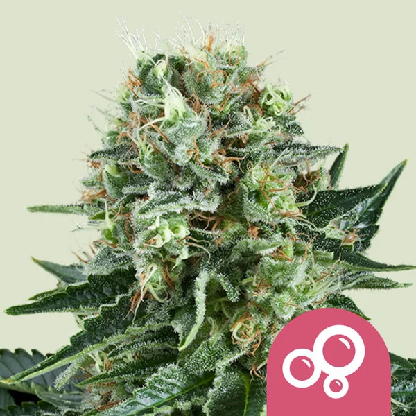 Bubble Kush – Royal Queen Seeds – Feminized