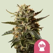 Bubblegum XL – Royal Queen Seeds – Feminized