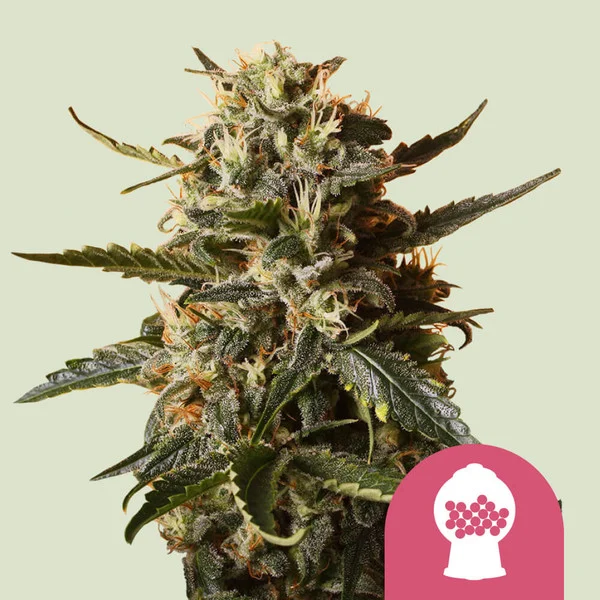 Bubblegum XL – Royal Queen Seeds – Feminized