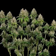 Bubblegum XL
