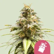 Chocolate Haze – Royal Queen Seeds – Feminized