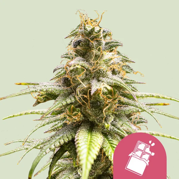 Chocolate Haze – Royal Queen Seeds – Feminized
