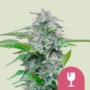 Critical – Royal Queen Seeds – Feminized
