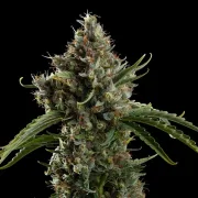 Diesel Auto