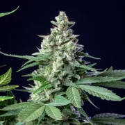 Easy Bud Auto – Royal Queen Seeds – Autoflowering