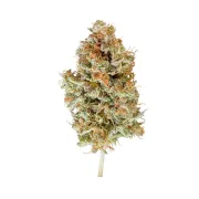 Easy Bud Auto – Royal Queen Seeds – Autoflowering