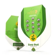 Easy Bud Auto – Royal Queen Seeds – Autoflowering
