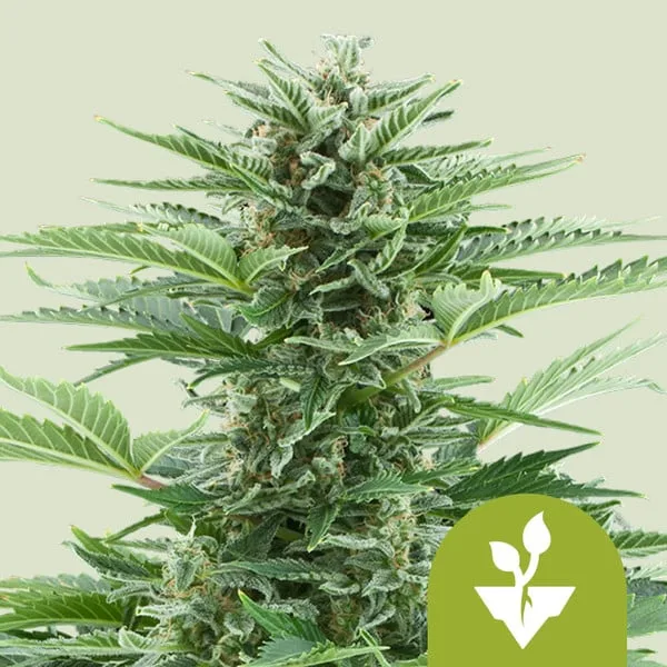 Easy Bud Auto – Royal Queen Seeds – Autoflowering