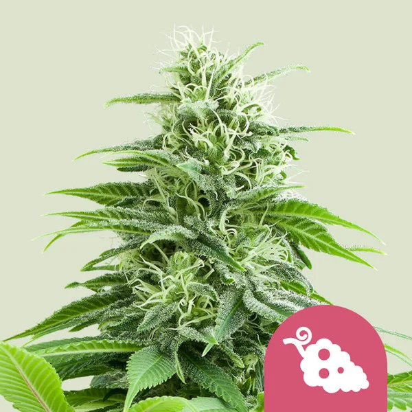Fruit Spirit – Royal Queen Seeds – Feminized