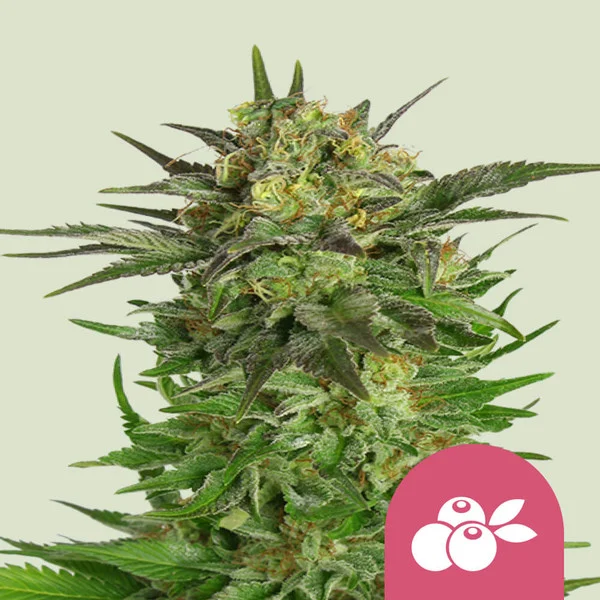 Haze Berry – Royal Queen Seeds – Feminized