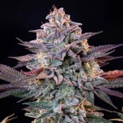 Ice Feminized