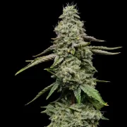 Ice Feminized – Royal Queen Seeds – Feminized