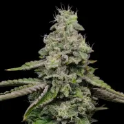 Ice Feminized