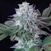 Ice Feminized