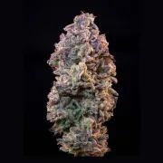 Ice Feminized – Royal Queen Seeds – Feminized