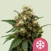 Ice Feminized – Royal Queen Seeds – Feminized