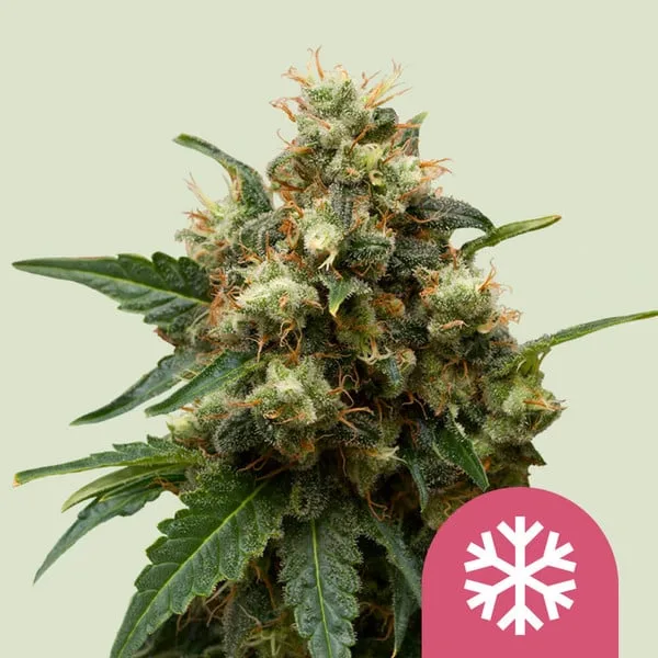 Ice Feminized – Royal Queen Seeds – Feminized