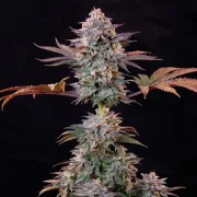 Ice Feminized – Royal Queen Seeds – Feminized