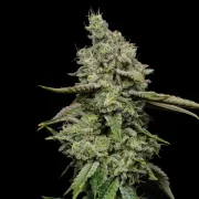 Ice Feminized