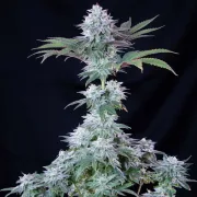 Ice Feminized – Royal Queen Seeds – Feminized