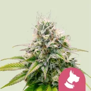 Kali Dog – Royal Queen Seeds – Feminized