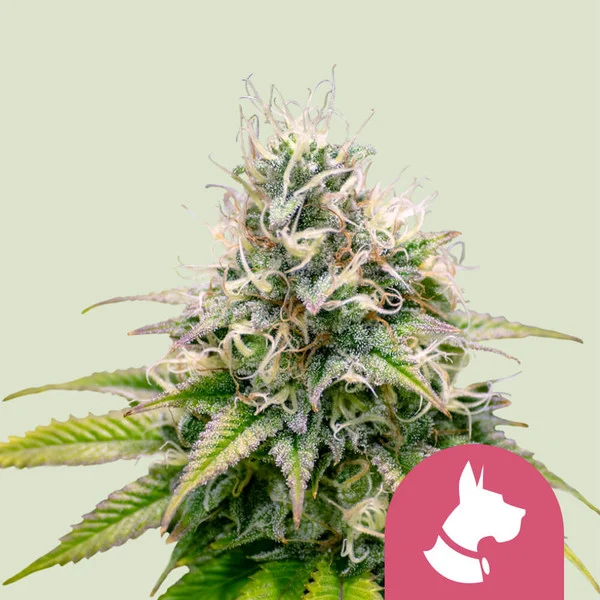Kali Dog – Royal Queen Seeds – Feminized