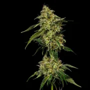 Lemon Shining Silver Haze
