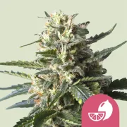 Lemon Shining Silver Haze – Royal Queen Seeds – Feminized