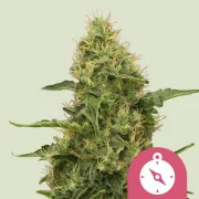 Northern Light – Royal Queen Seeds – Feminized