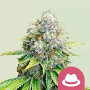 OG Kush – Royal Queen Seeds – Feminized