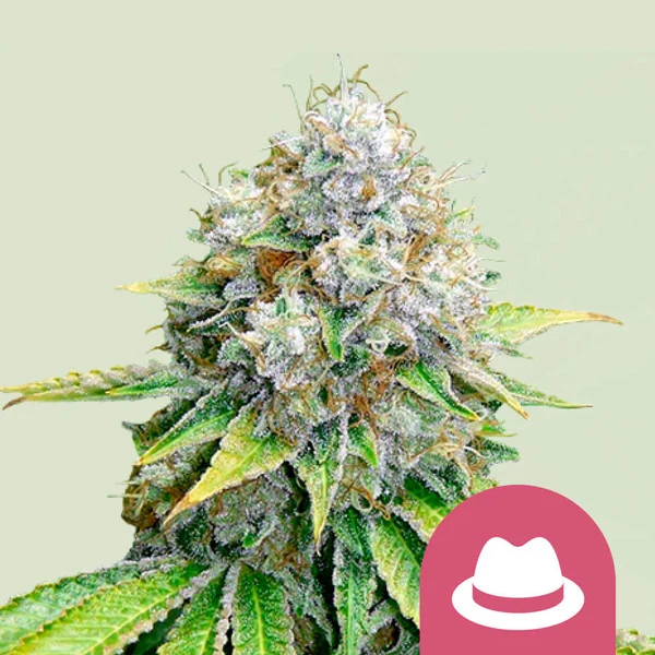 OG Kush – Royal Queen Seeds – Feminized